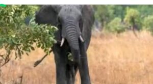62 YEAR OLD MAN ATTACKED AND KILLED BY ELEPHANT IN NYIMBA DISTRICT