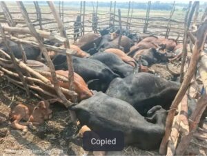 LIGHTNING STRIKE KILLS 24 CATTLE IN LIMULUNGA DISTRICT