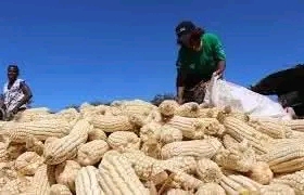 FRA WARNS FARMERS AGAINST GIVEAWAY MAIZE PRICES