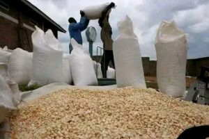 FRA TO BUY 500,000 TONNS OF MAIZE IN 2026/27