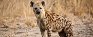 12 YEAR OLD BOY DIES FROM HYENA ATTACK, 2 YEAR OLD NURSING SEVERE INJURIES